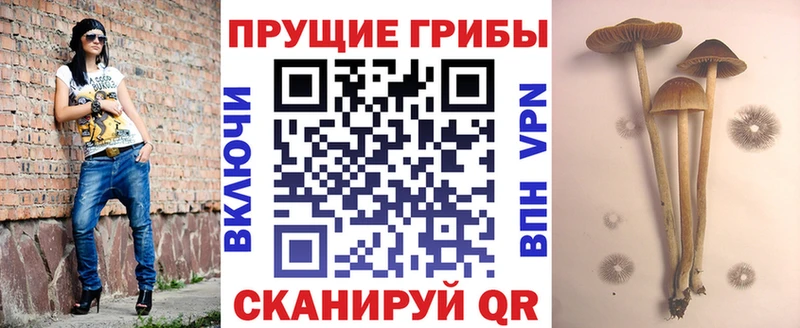 OMG ссылка  Ершов  Галлюциногенные грибы прущие грибы  где продают наркотики 